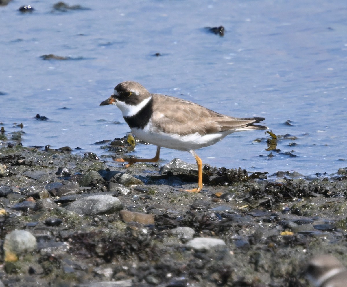 Semipalmated Plover - ML641973043