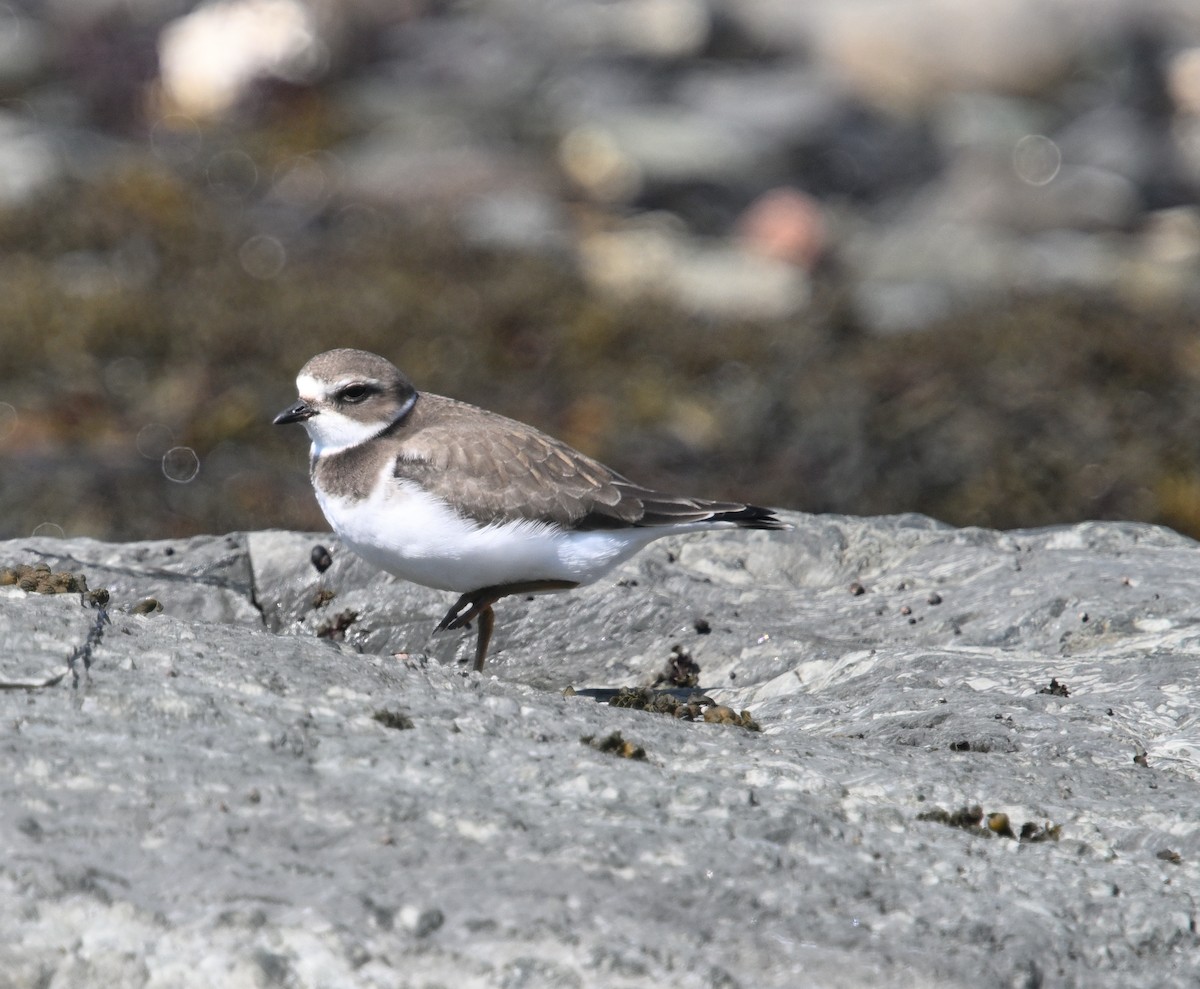 Semipalmated Plover - ML641973044