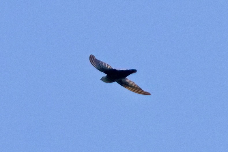 Gray-rumped Swift - ML641973074