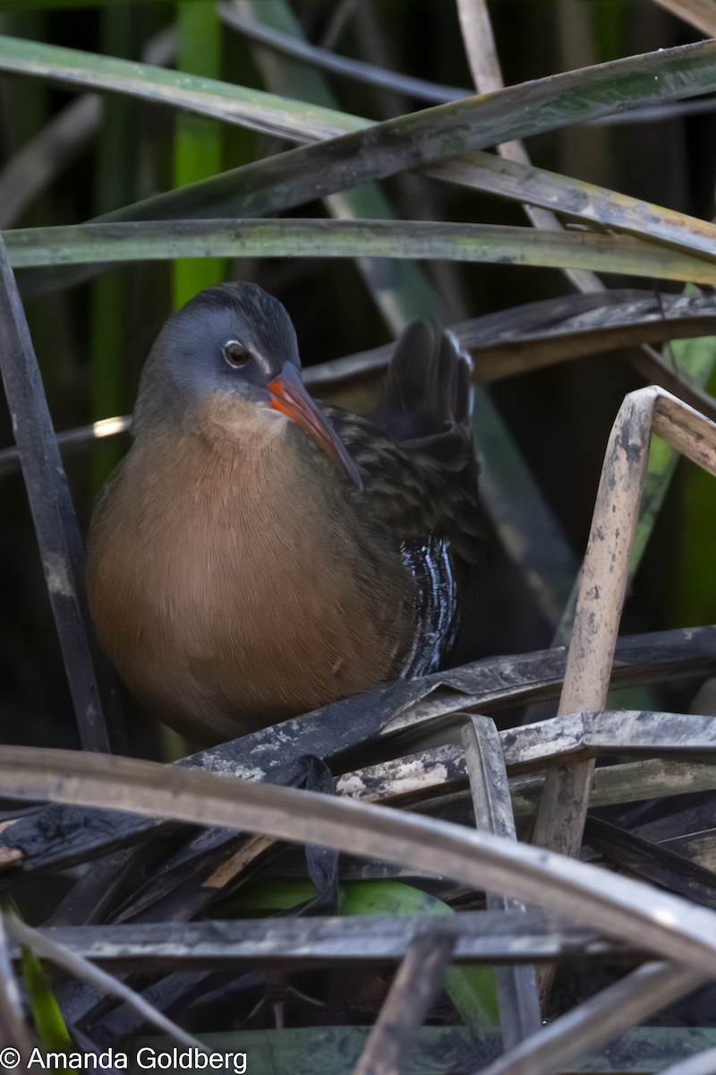 Virginia Rail - ML641973112