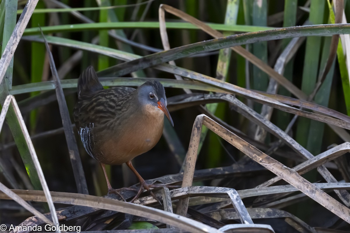 Virginia Rail - ML641973113