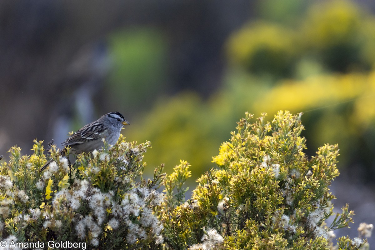 White-crowned Sparrow - ML641973121