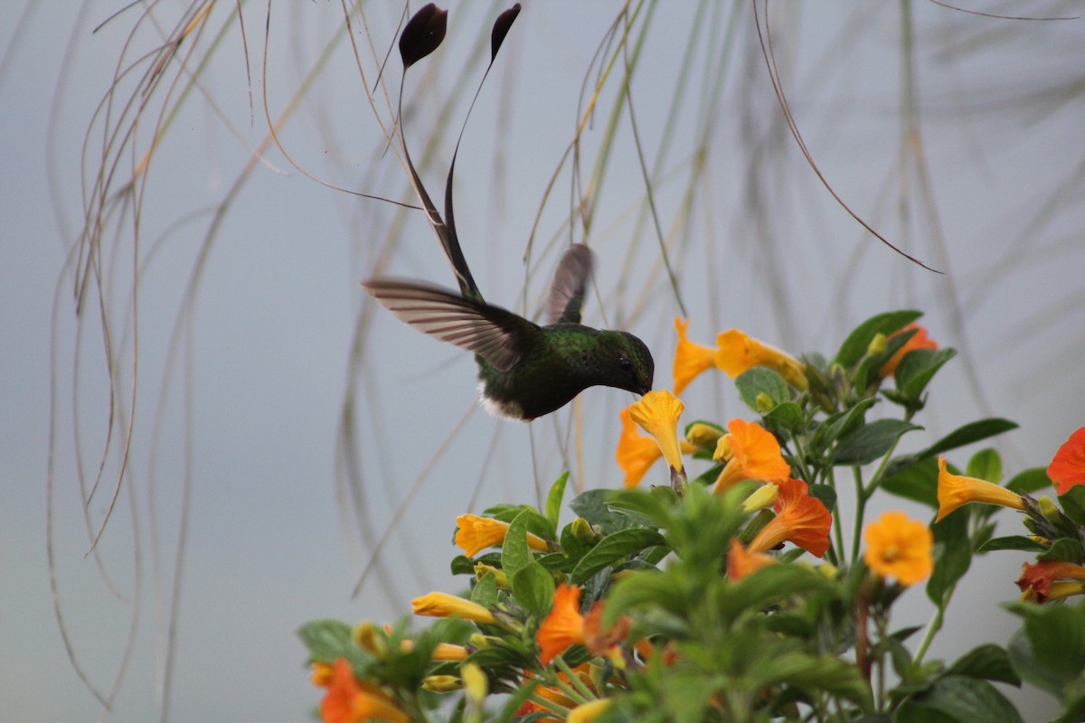 White-booted Racket-tail - ML641973122