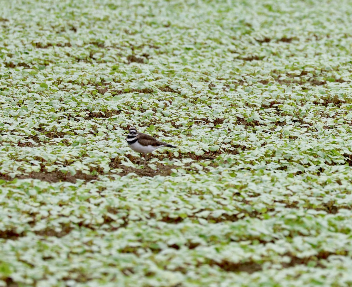 Killdeer - ML641973129