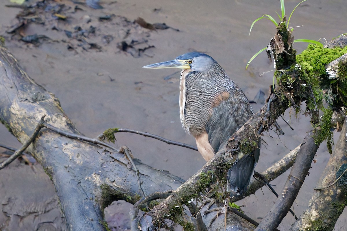 Bare-throated Tiger-Heron - ML641973163