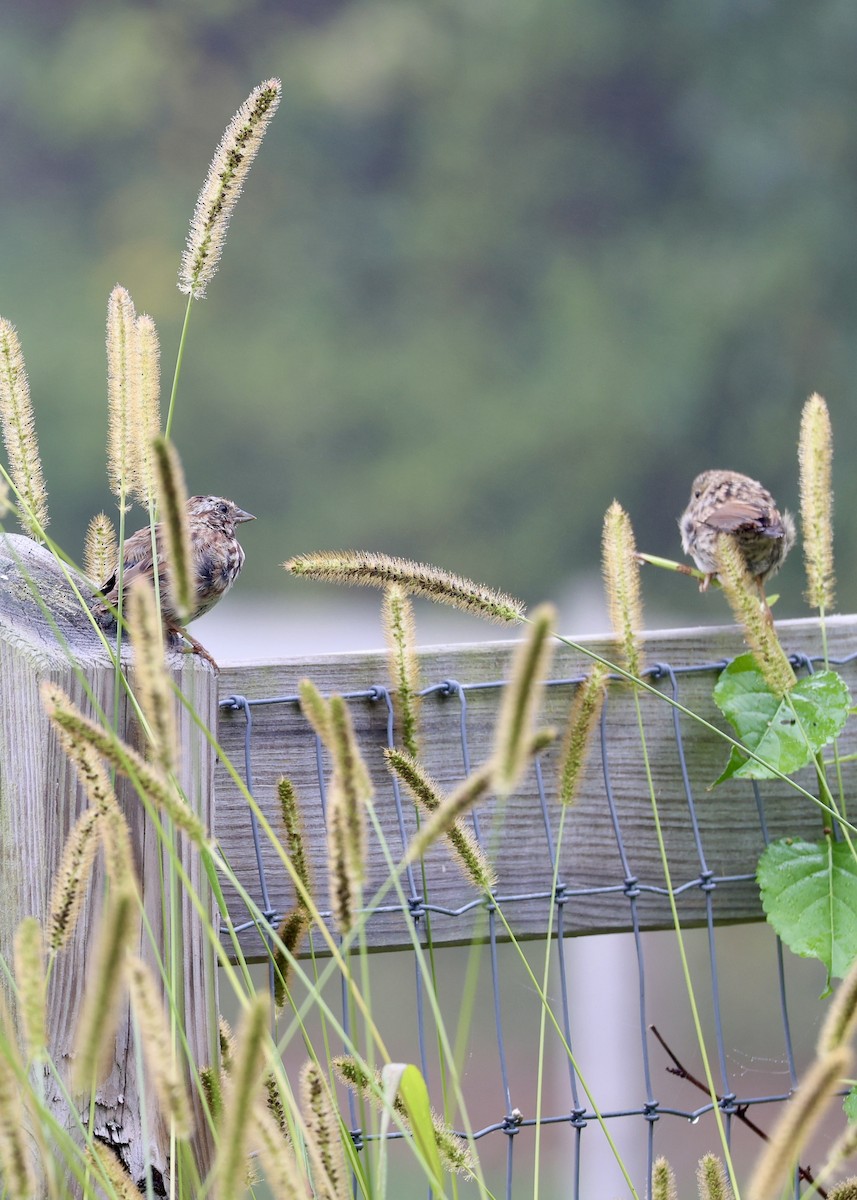 Song Sparrow (melodia/atlantica) - ML641973176