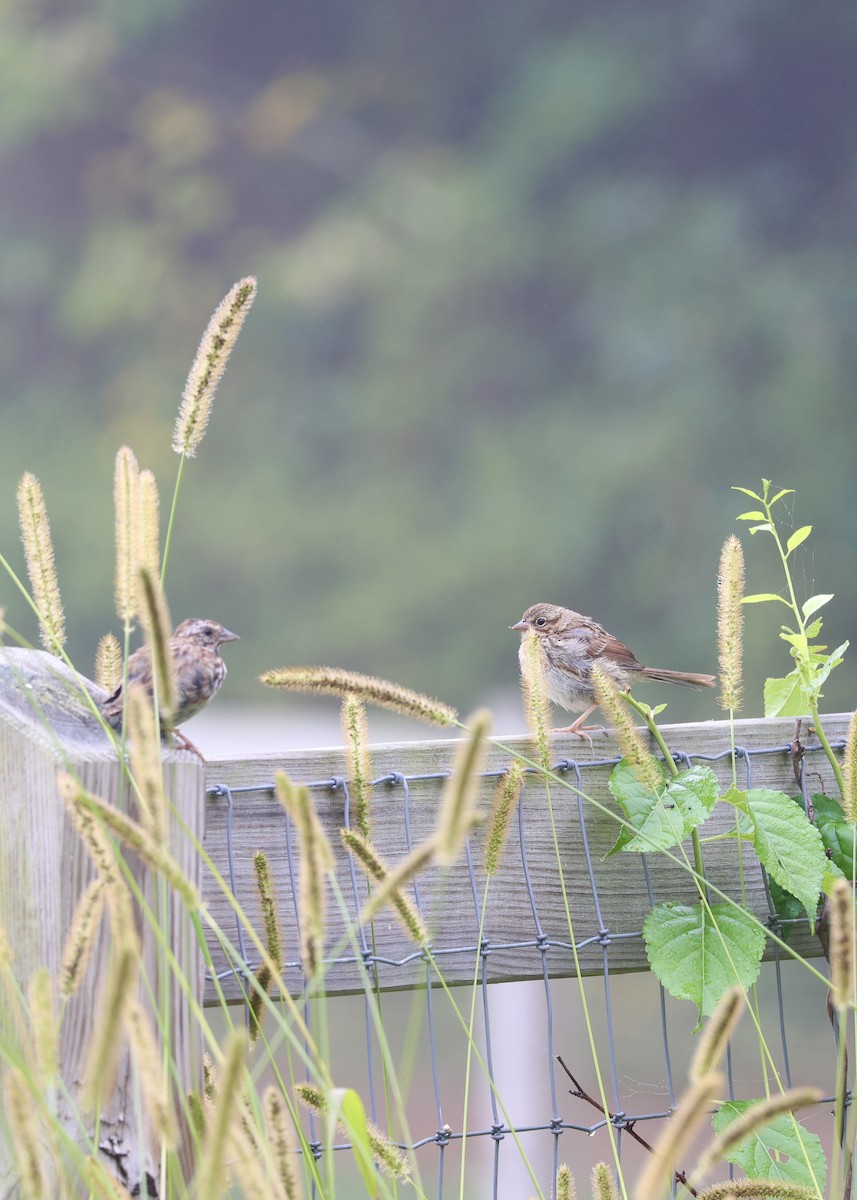 Song Sparrow (melodia/atlantica) - ML641973177