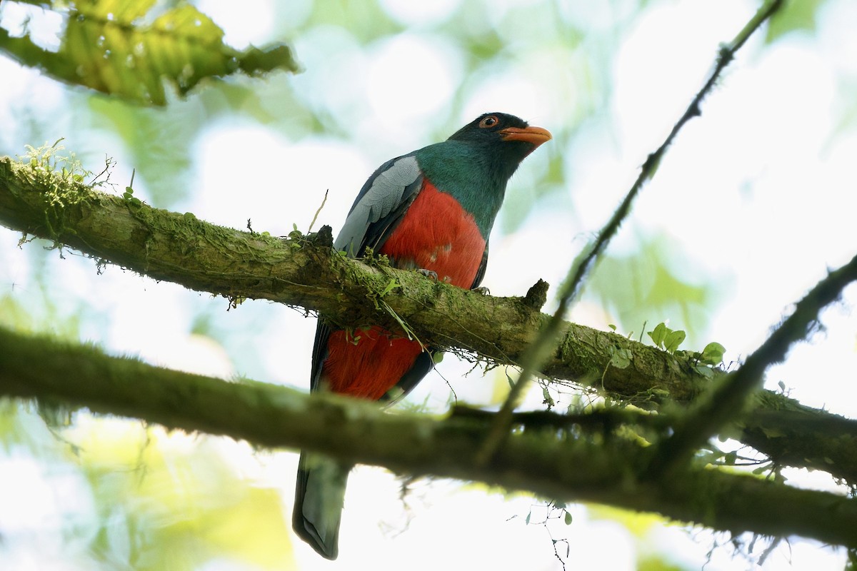 Slaty-tailed Trogon - ML641973181