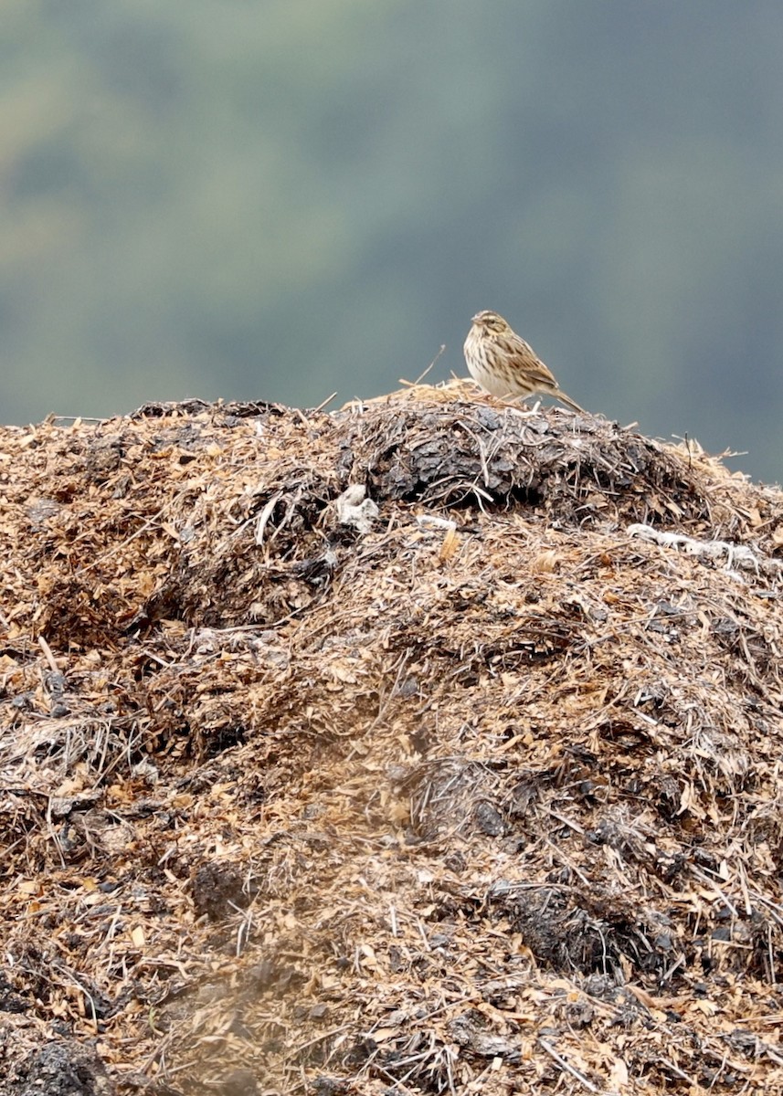 Savannah Sparrow - ML641973184