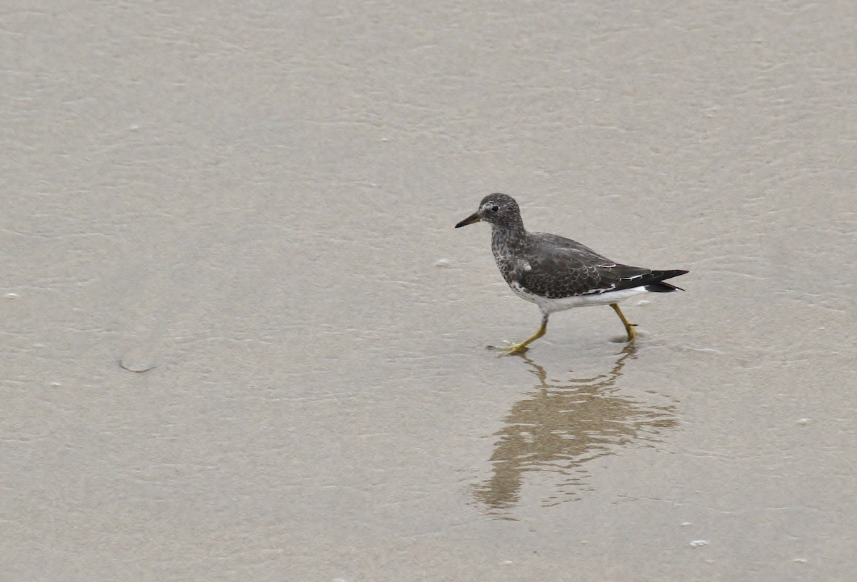Surfbird - ML641973185