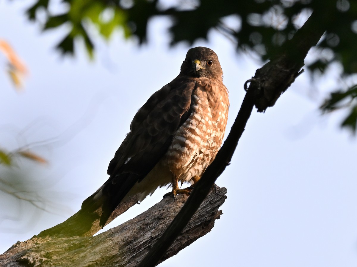 Broad-winged Hawk - ML641973198