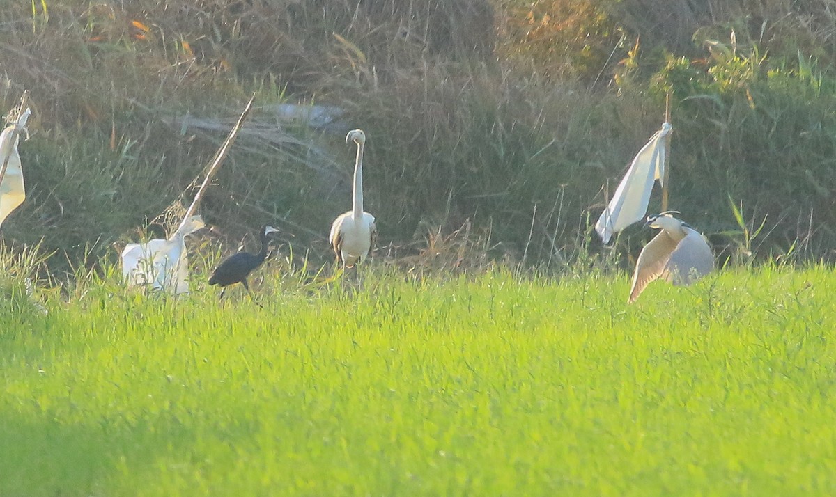 Western Reef-Heron - ML641973204
