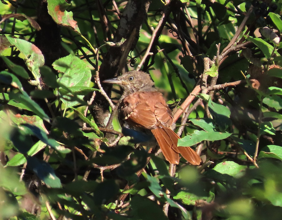 Brown Thrasher - ML641973205