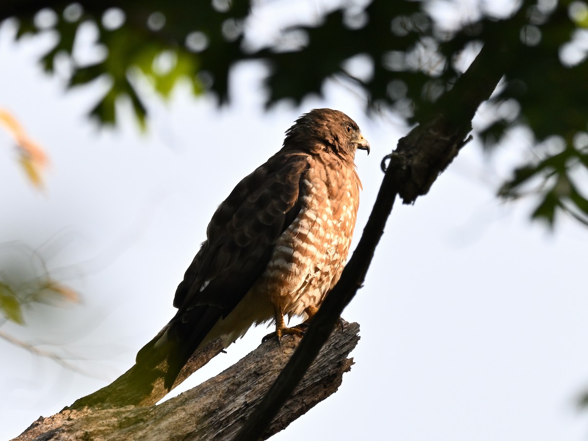 Broad-winged Hawk - ML641973243