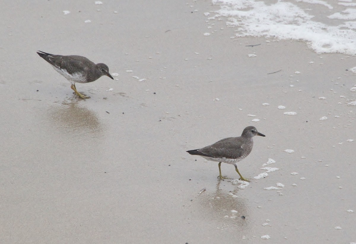 Surfbird - ML641973244