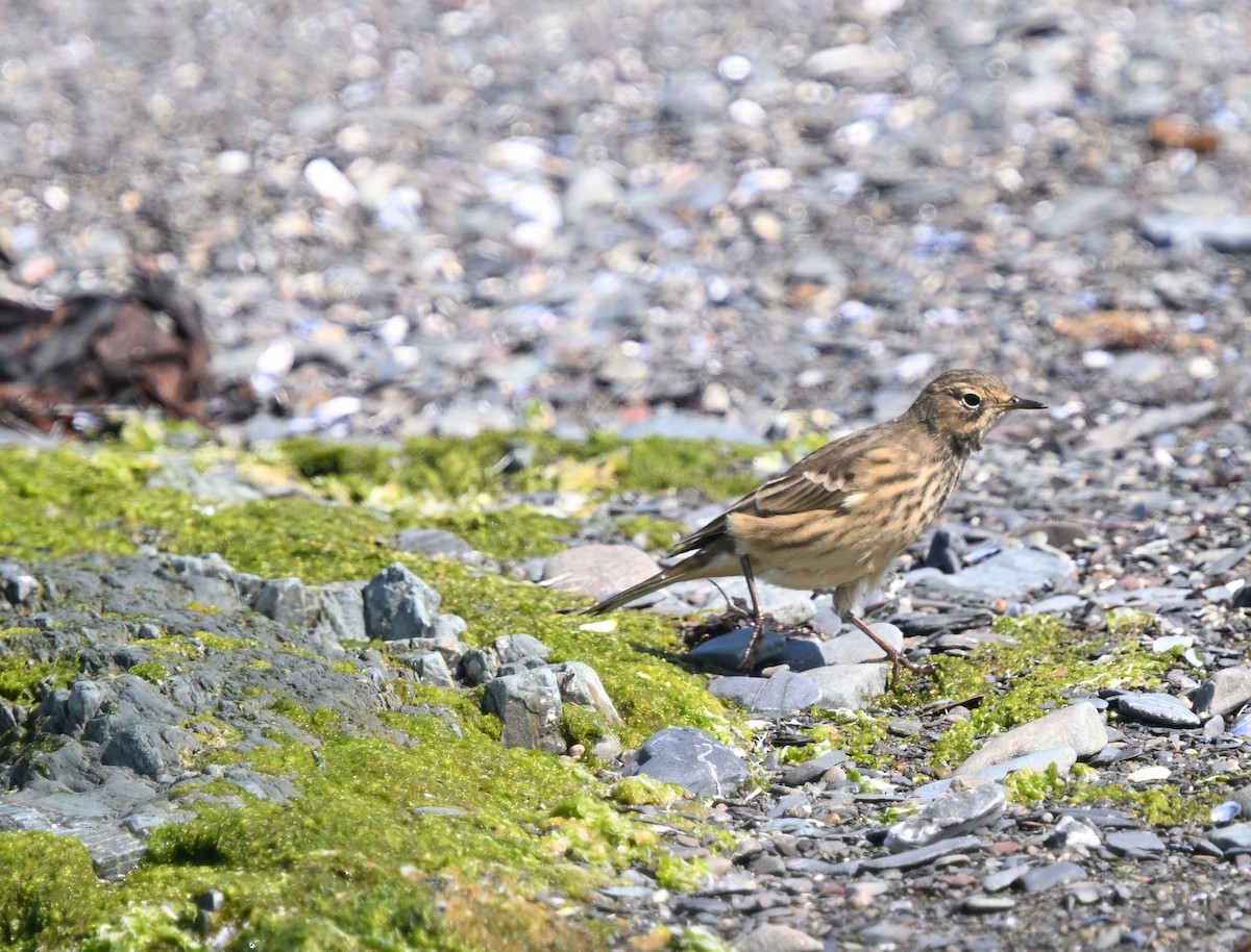 American Pipit - ML641973251