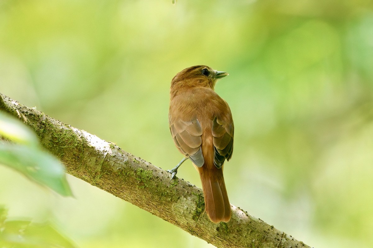 Cinnamon Becard - ML641973260