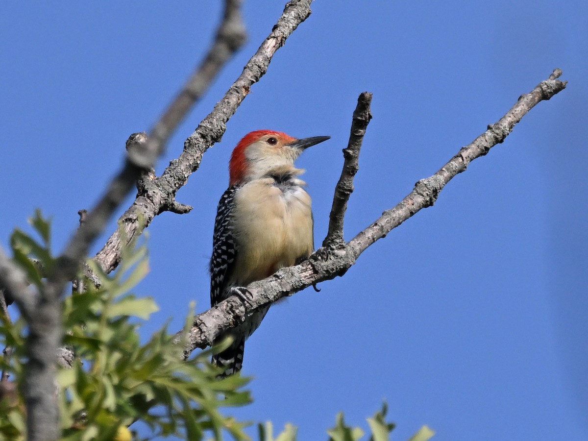 Red-bellied Woodpecker - ML641973265