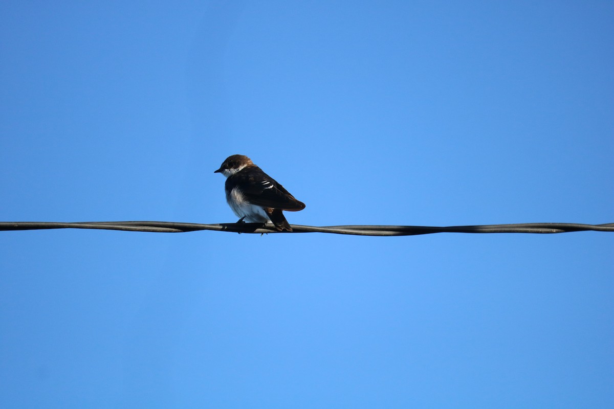 Chilean Swallow - ML641973274