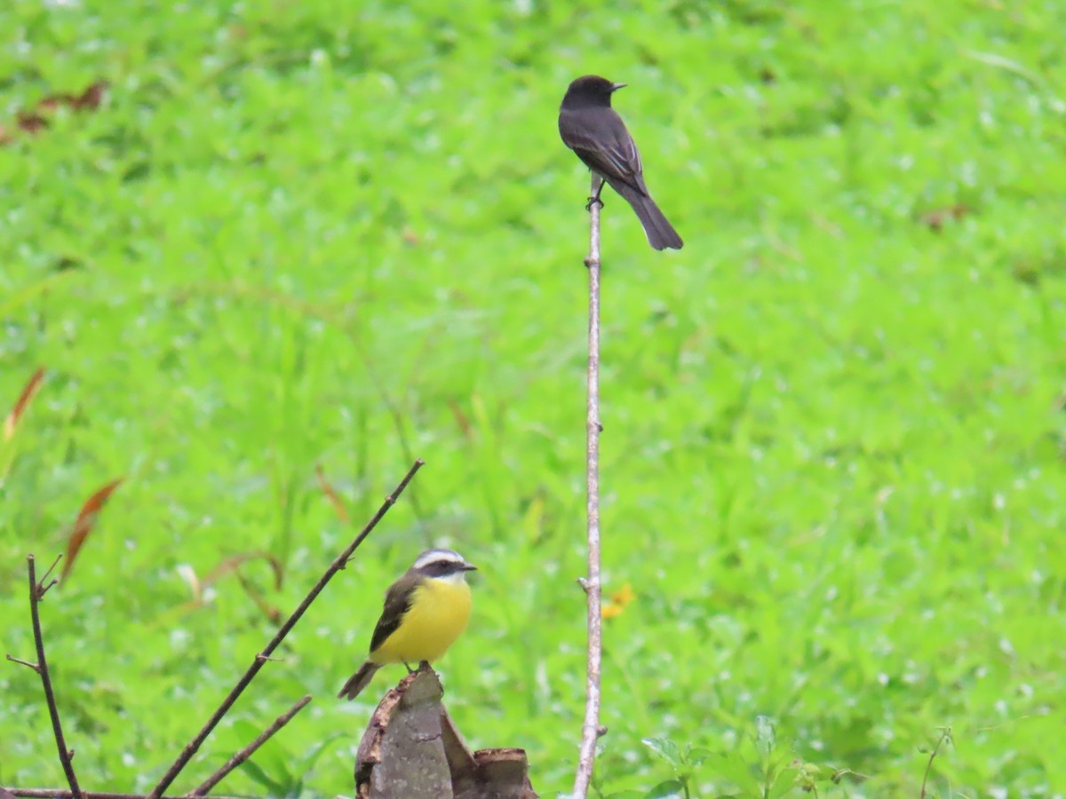 Social Flycatcher - ML641973278