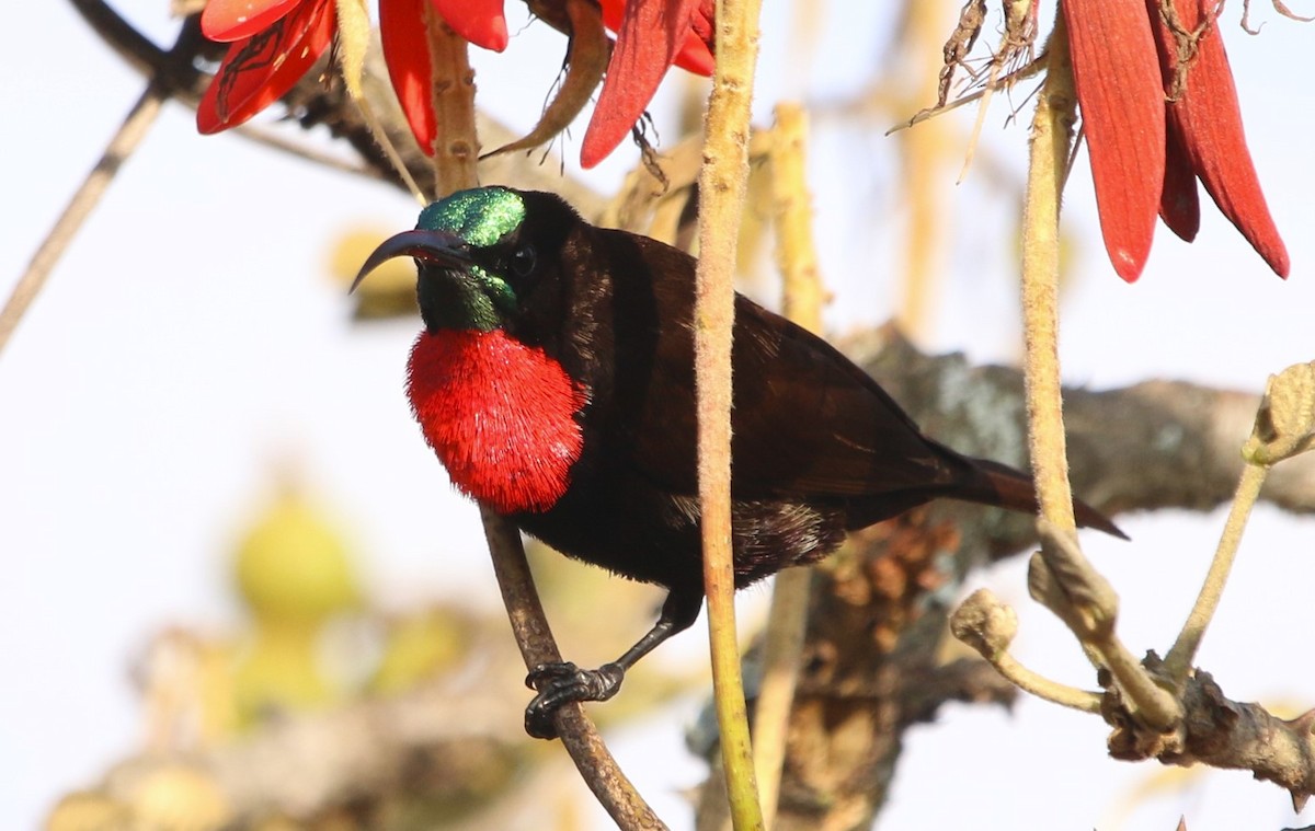 Scarlet-chested Sunbird - ML641973292