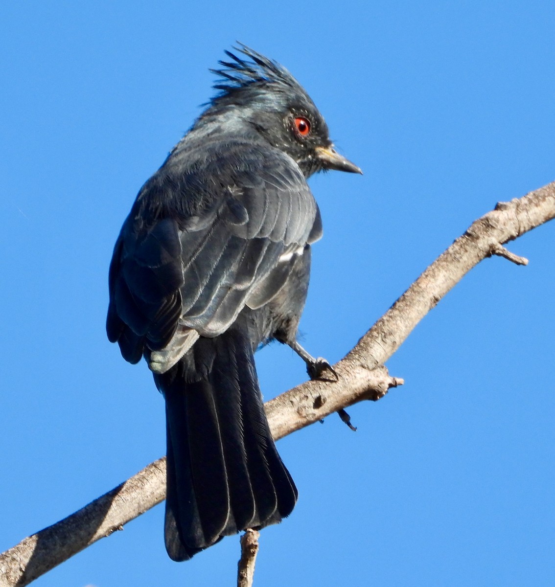 Phainopepla - ML641973325