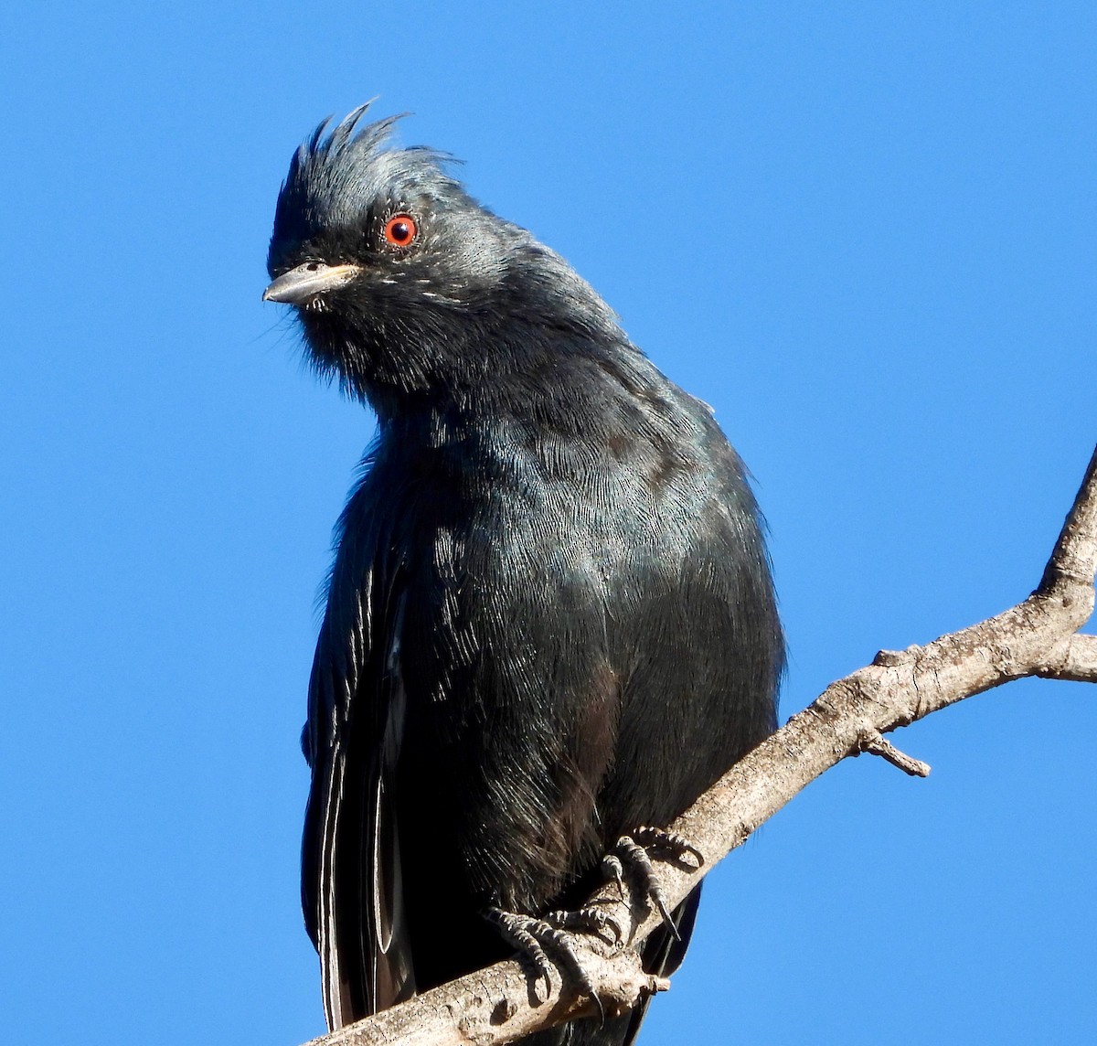 Phainopepla - ML641973326