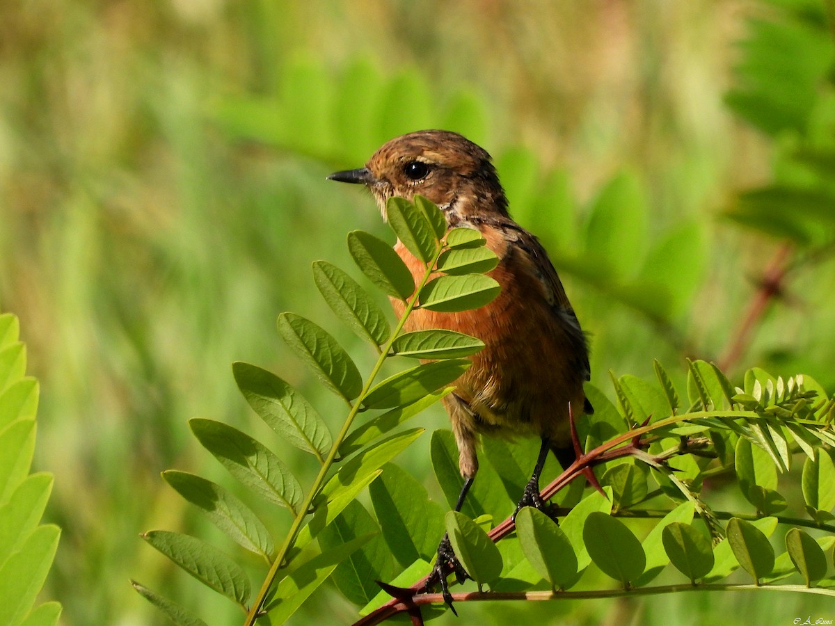 European Stonechat - ML641973338