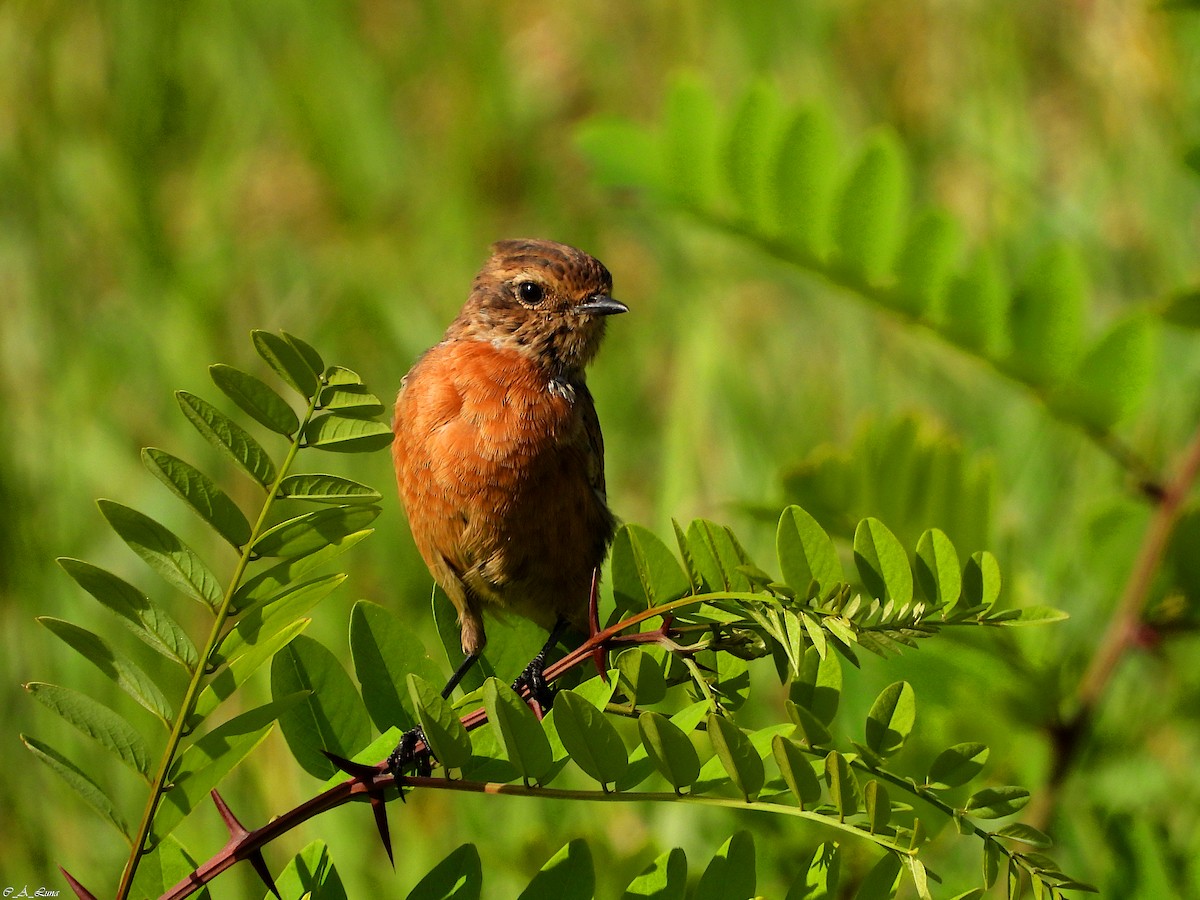 European Stonechat - ML641973339