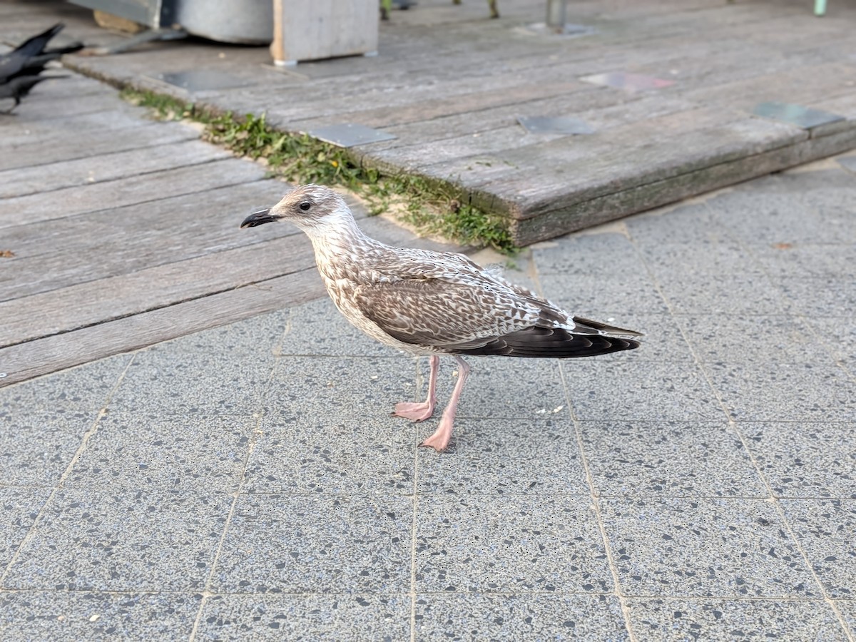 goéland ou mouette sp. - ML641973366