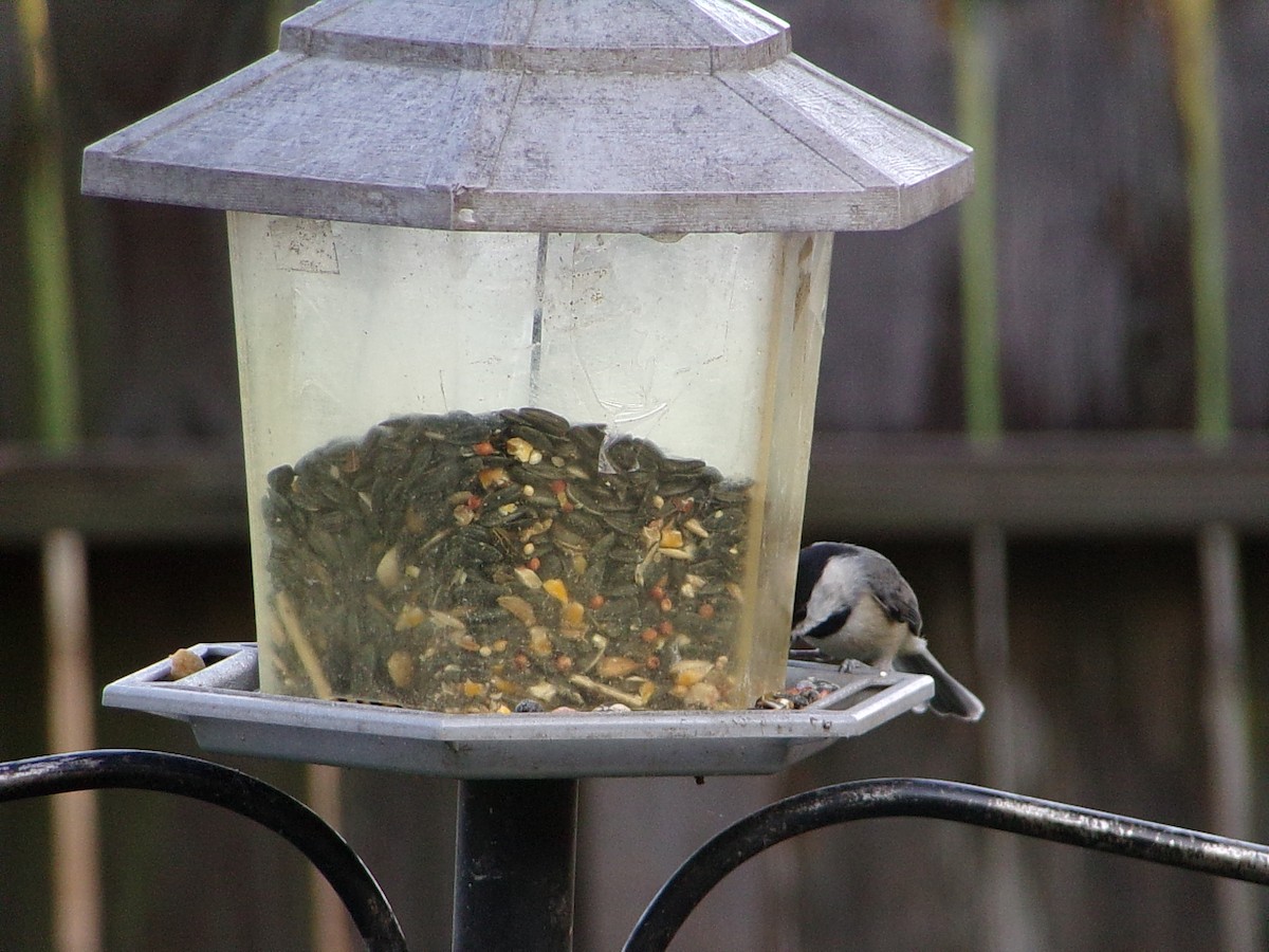 Carolina Chickadee - ML641973367