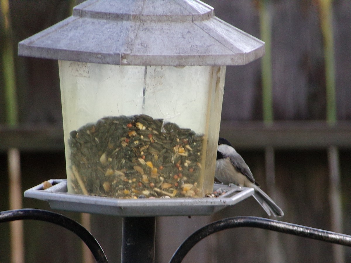 Carolina Chickadee - ML641973368