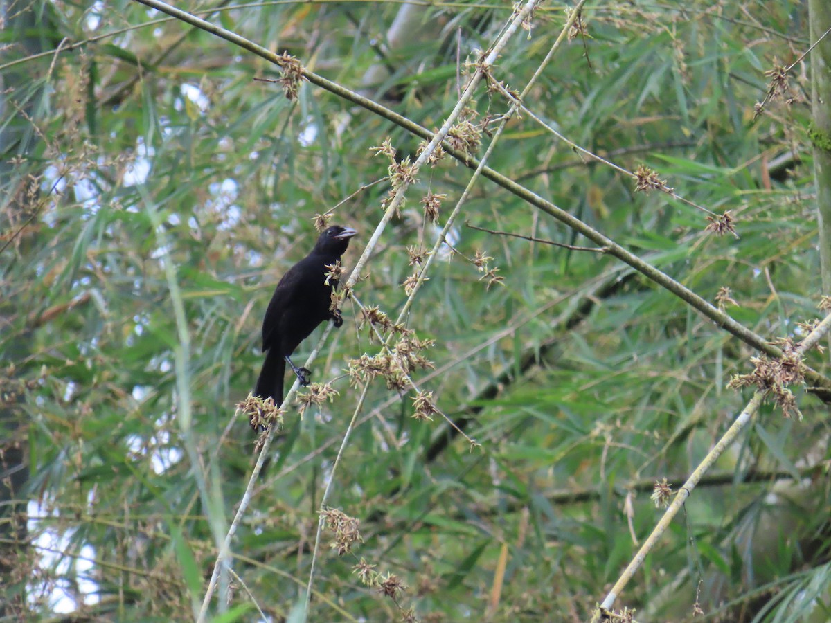 Melodious Blackbird - ML641973374