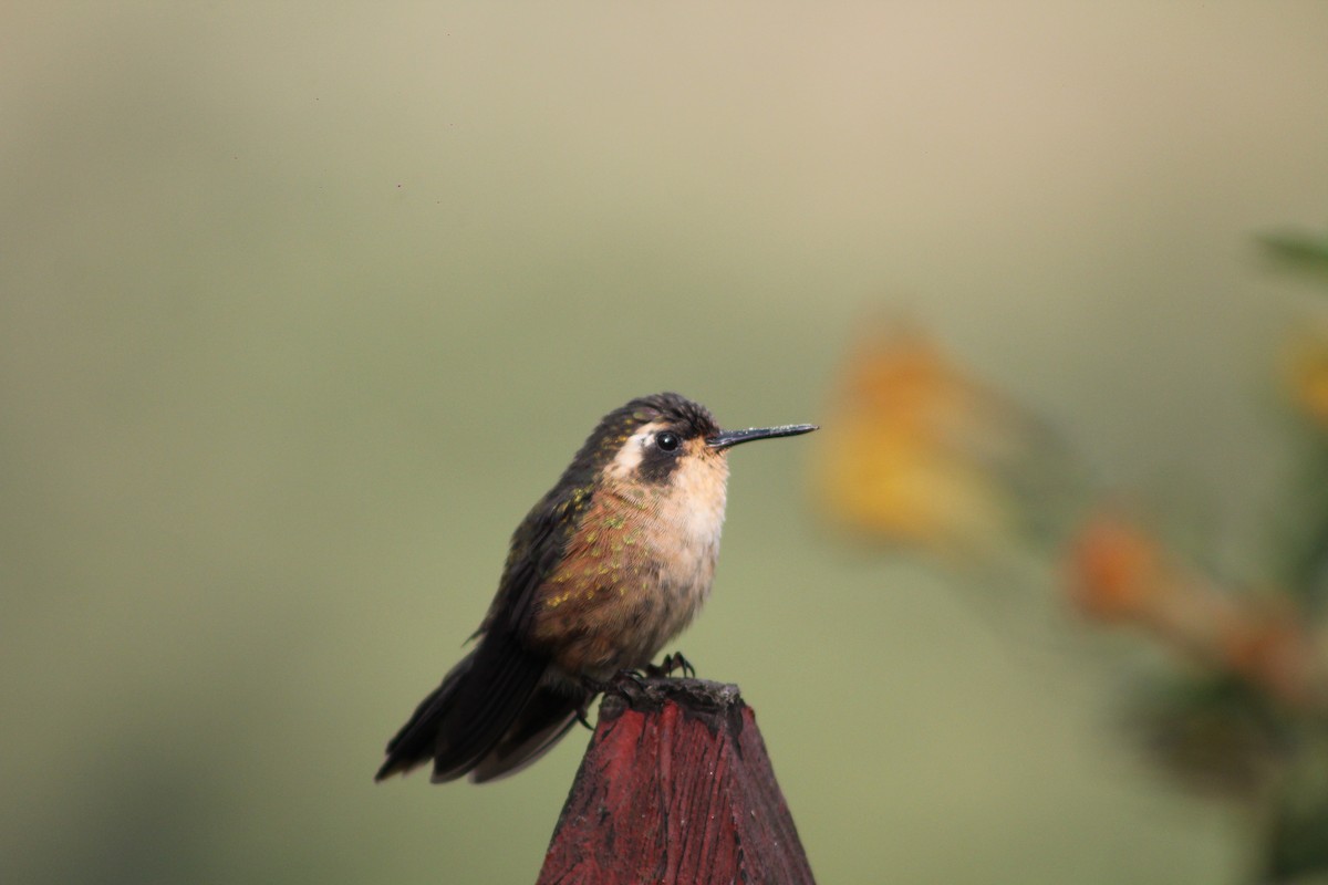 Speckled Hummingbird - ML641973375