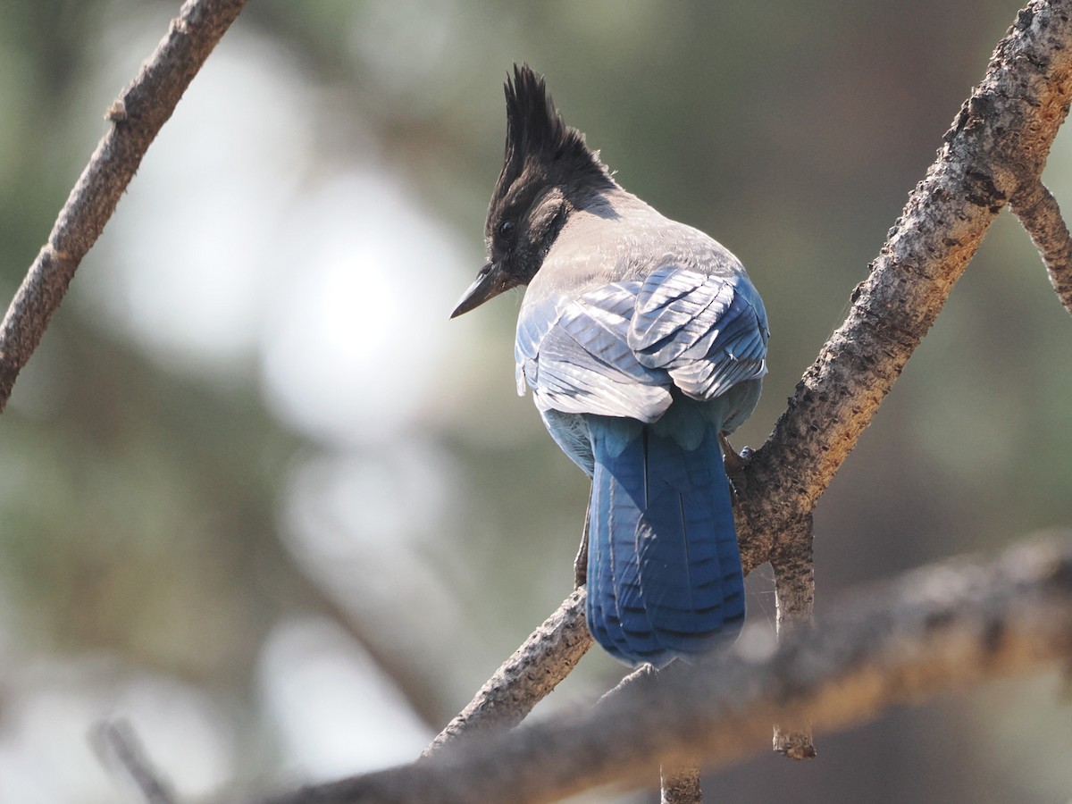 Steller's Jay - ML641973382