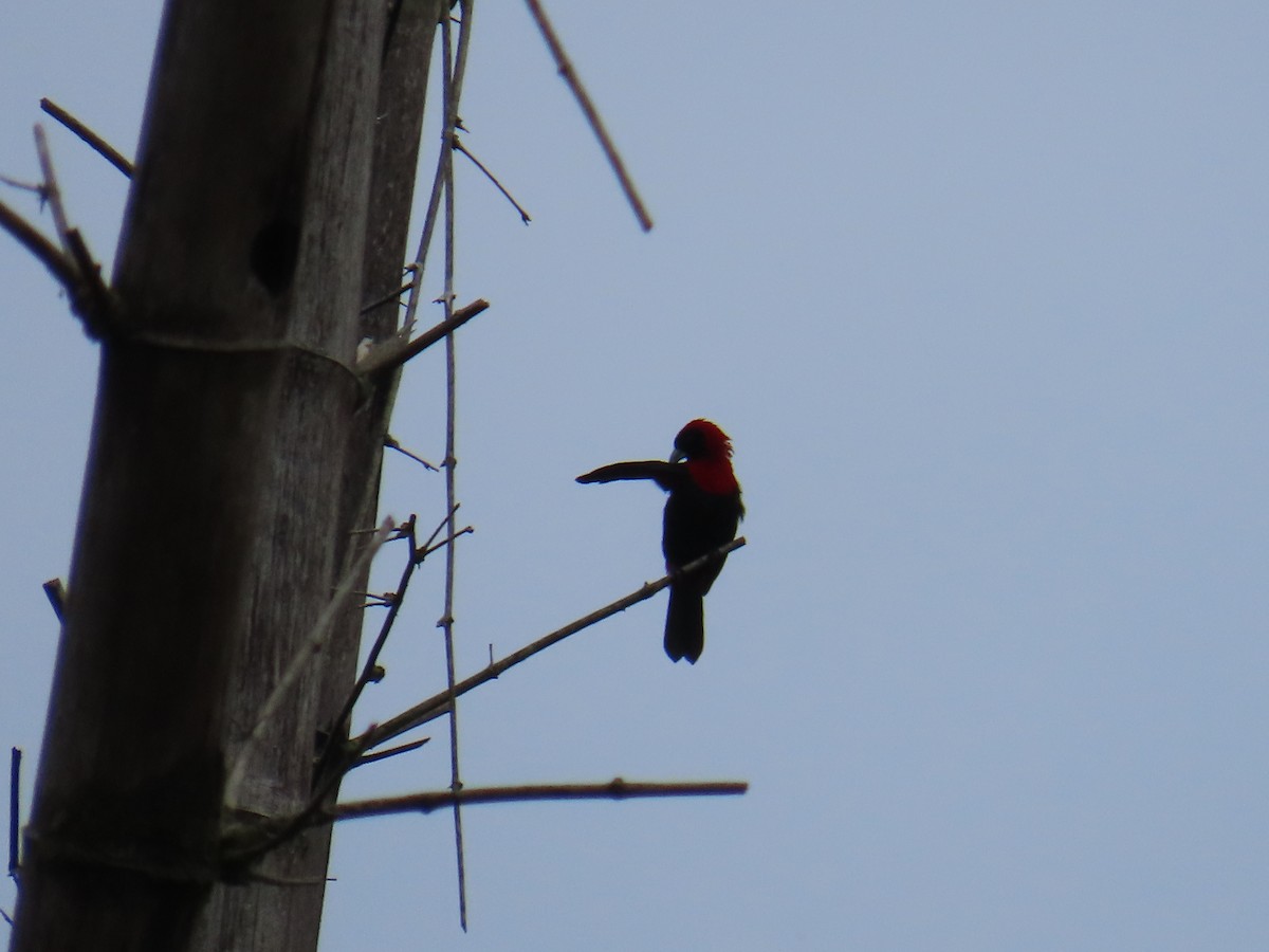 Crimson-collared Tanager - ML641973385