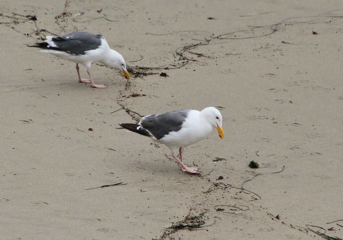 Western Gull - ML641973395