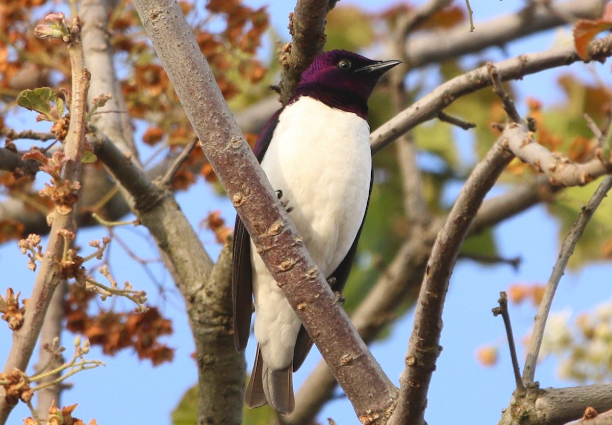 Violet-backed Starling - ML641973431