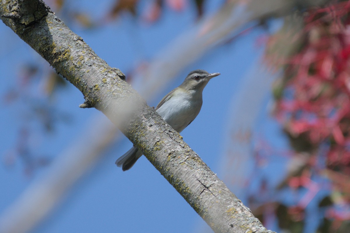 Red-eyed Vireo - ML641973449
