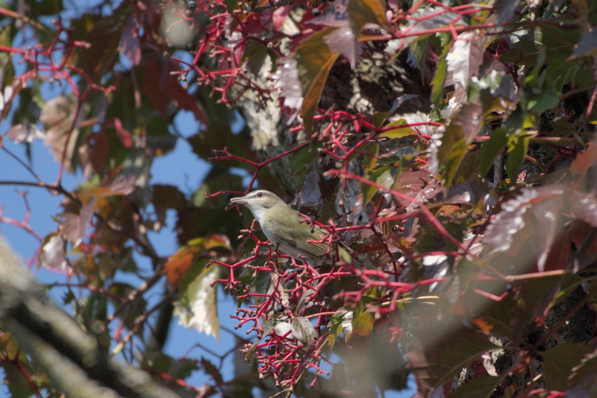 Red-eyed Vireo - ML641973450