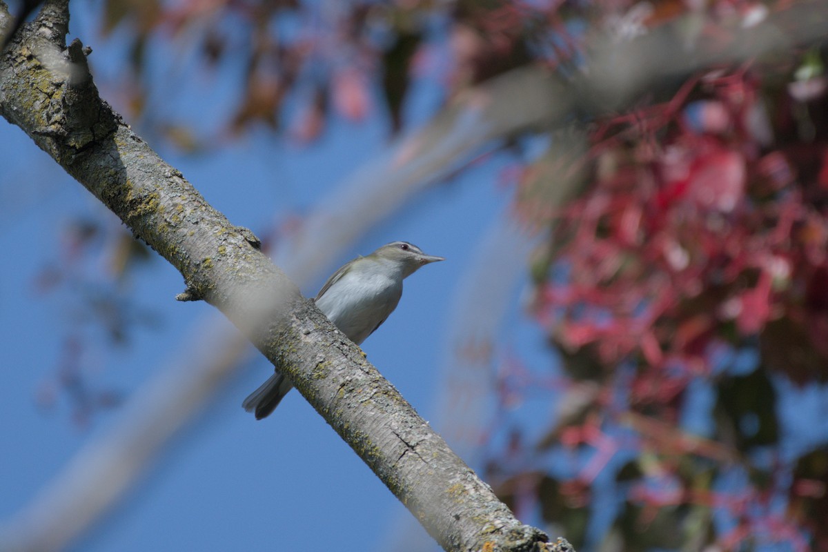 Red-eyed Vireo - ML641973451