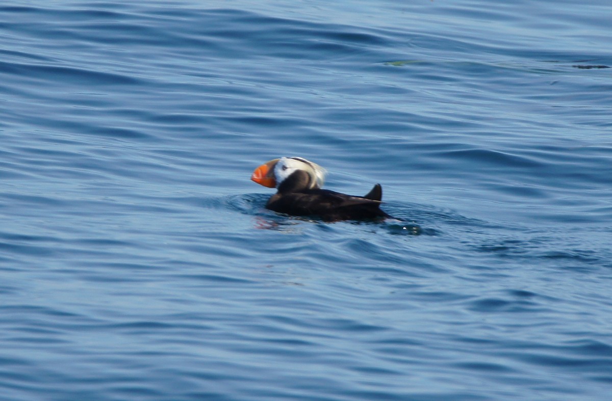 Tufted Puffin - ML641973466