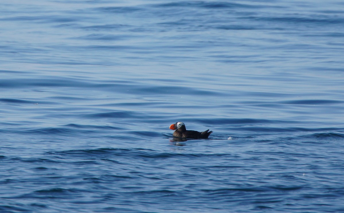Tufted Puffin - ML641973492