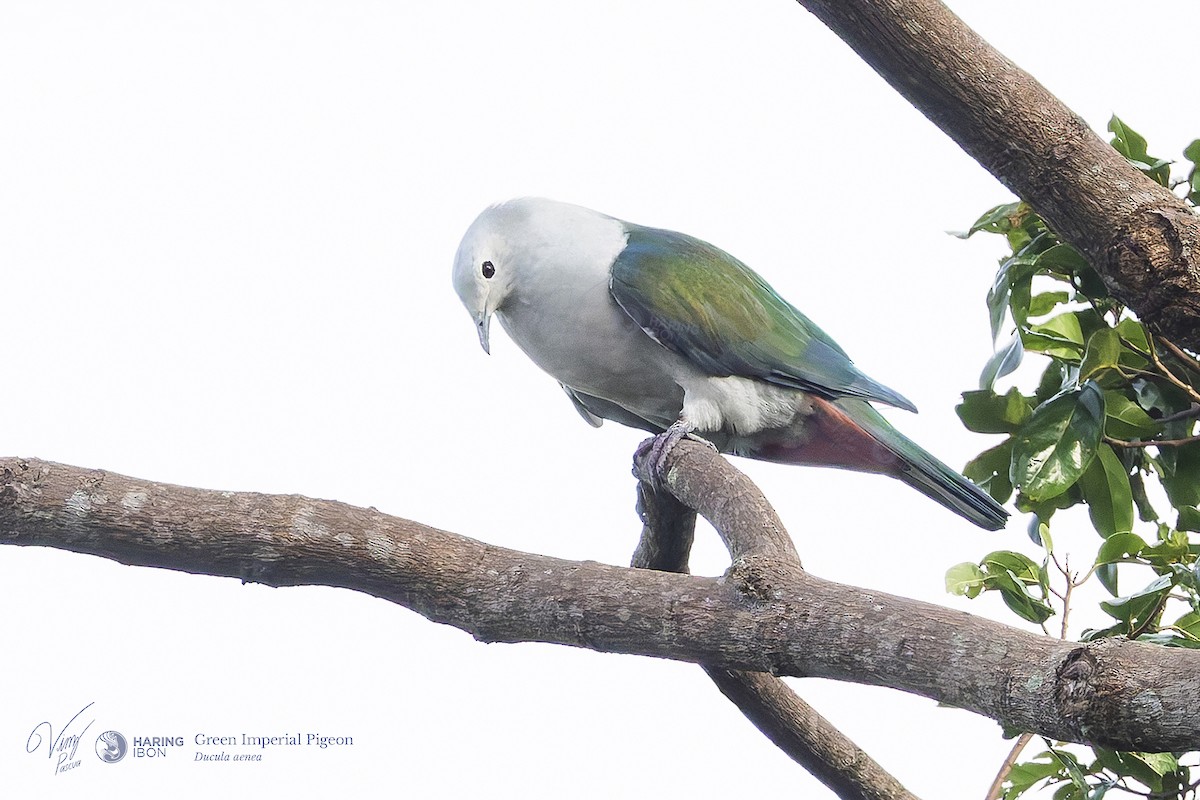 Green Imperial-Pigeon - ML641973506