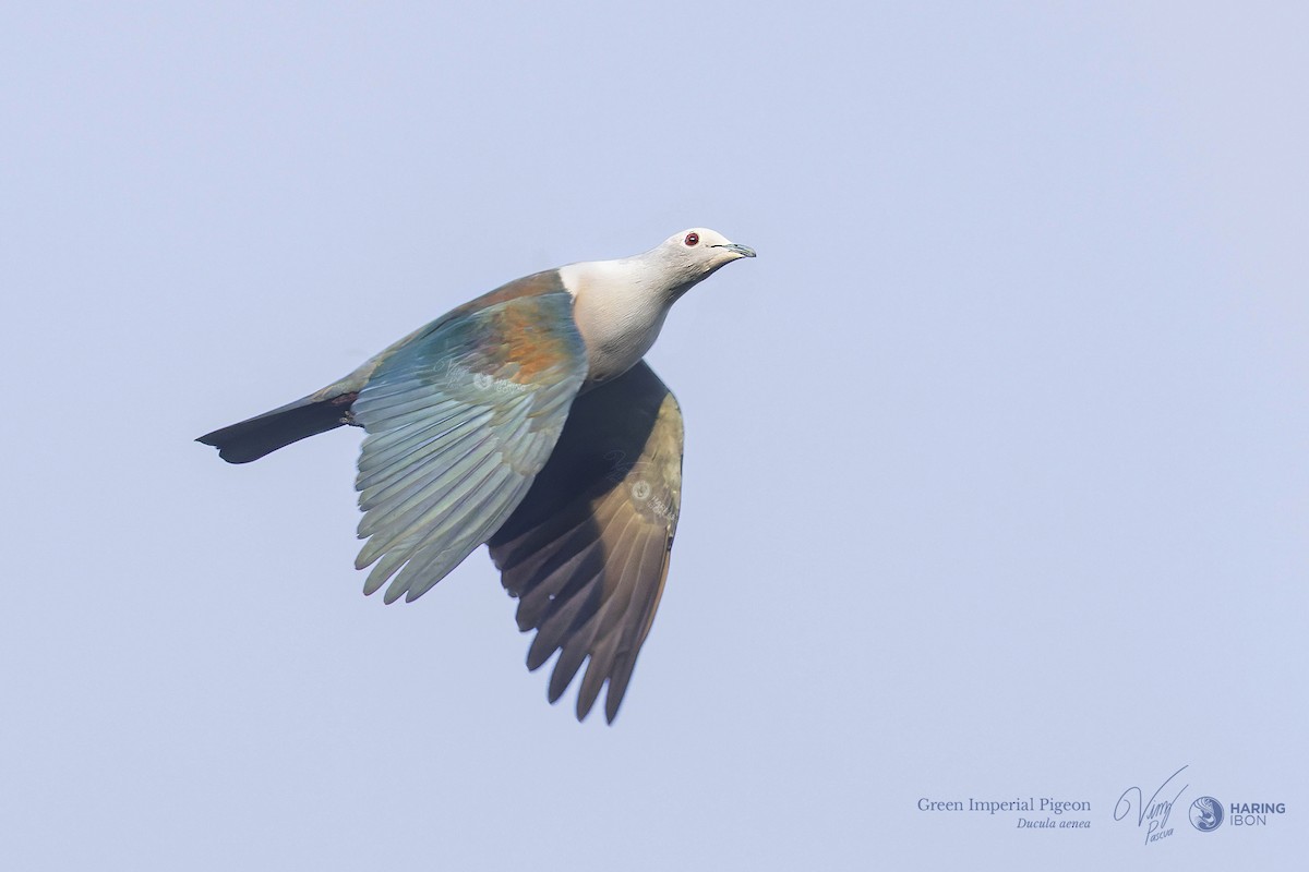 Green Imperial-Pigeon - ML641973508