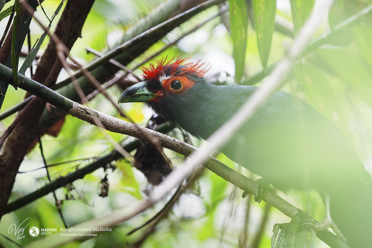 Red-crested Malkoha - ML641973517