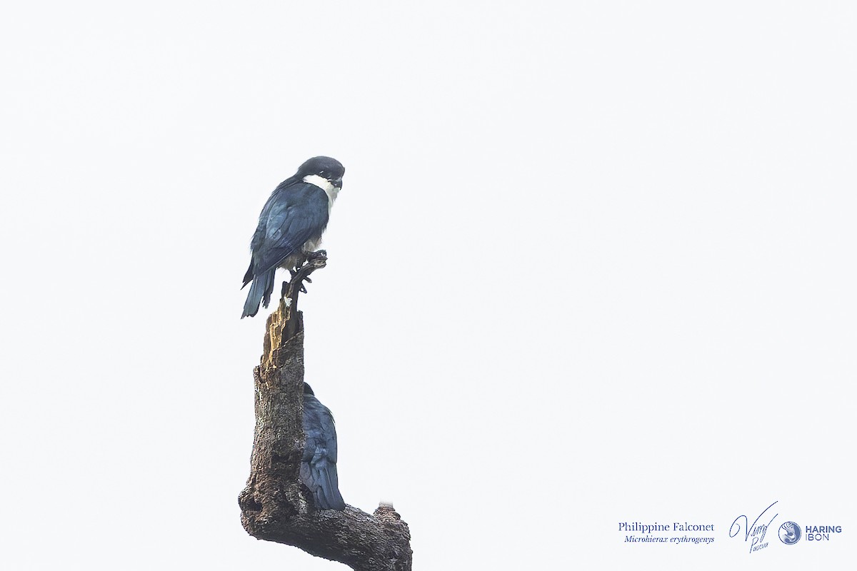 Philippine Falconet - ML641973526