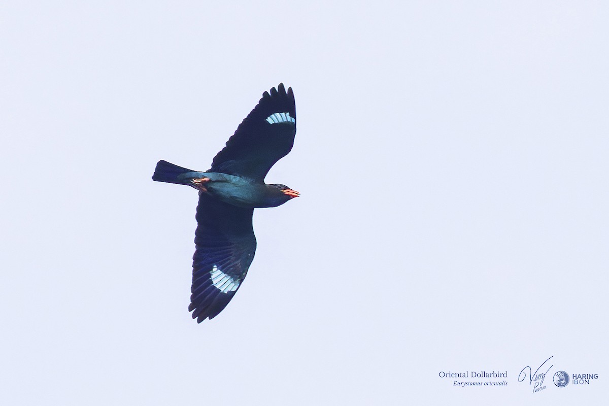 Dollarbird - ML641973529