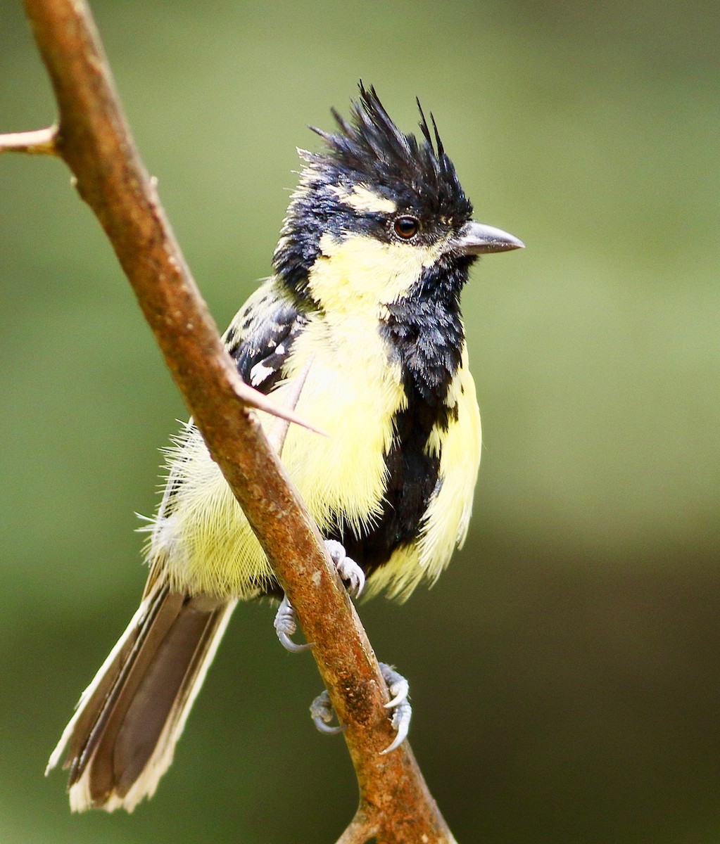 Indian Yellow Tit - ML641973534