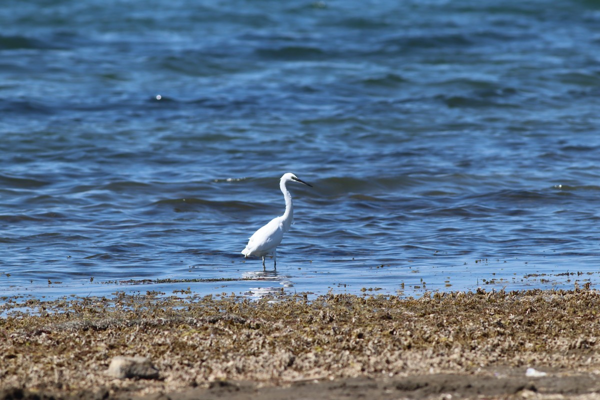Little Egret - ML641973550